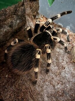 Vymením teráriá + geniculata