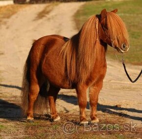 Minishetland kobyla
