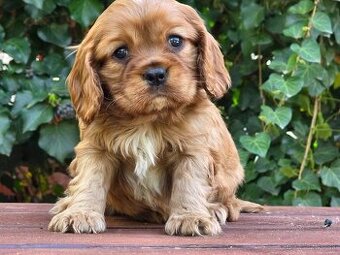 Cavalier King Sharles Spaniel