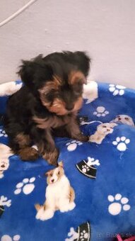 Yorkshire terrier