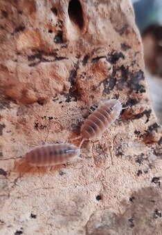 Porcellio sp. sevilla caramel