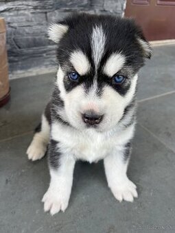Sibirsky husky