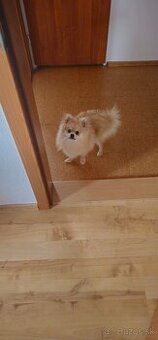 Pomerian