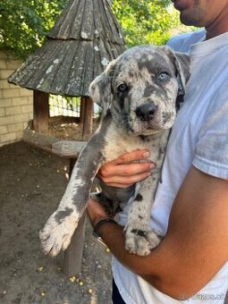 Štěňata Cane Corso