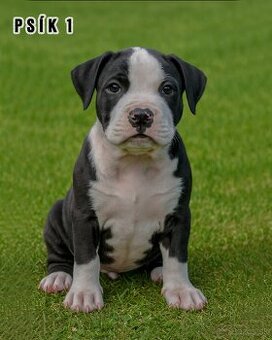 Šteniatka - Americký stafordšírsky teriér (Amstaff, Staford)