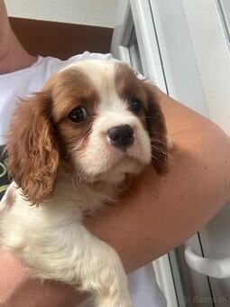 Cavalier King Charles Spaniel