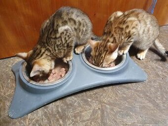 Bengalske maciatka