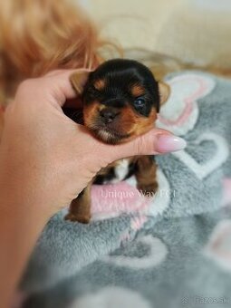 Yorkshire terrier s PP FCI (s preukazom pôvodu/rodokmeňom)