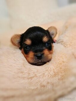 Yorkshire terrier s PP FCI (s preukazom pôvodu/rodokmeňom)