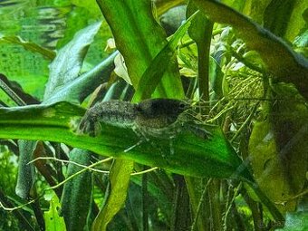 Predám mini ráčikov cambarellus demitus