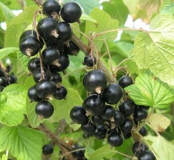 Ribezla cierna Tisel - krickova forma