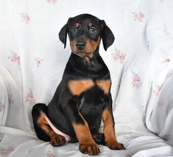 Predam čistokrvných Dobermann šteniatka