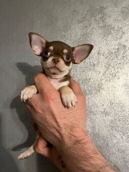 Čivava krátkosrstá s pp fci