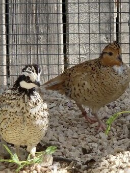 Prepelica viržinská - zlatá