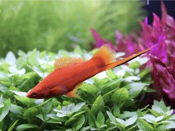 Xiphophorus helleri red - mečúň mexický
