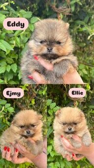 Pomeranian