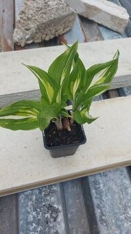 Hosta bielo-zelena 2.50