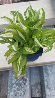 Hosta bielo-zelena 2.50