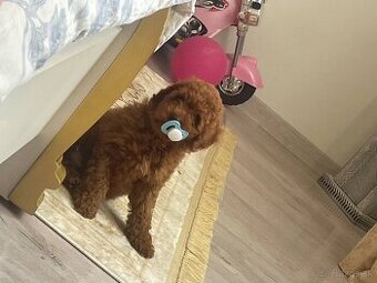 Pudlik