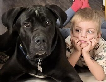 Cane Corso