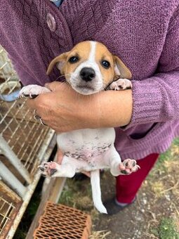 Jack Russell Terrier - 1