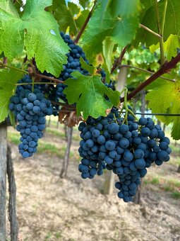 Hrozno Cabernet Sauvignon, Otello