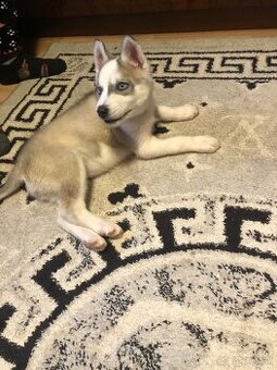 Sibírsky husky Na predaj