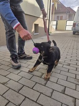 Nemecký ovčiak bez PP