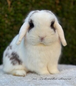 🤎 minilop králiky s vp 🧸