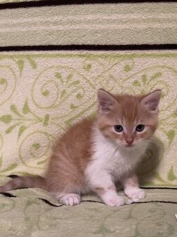 Darujem mačiatka - 1x kocúrik, 1x mačička