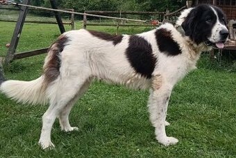 Rumunský ovčiak  Bukovina - Bukovinský pastiersky pes