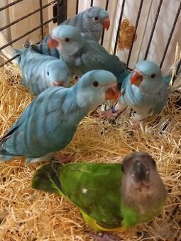 Alexander malý Krotky - 1