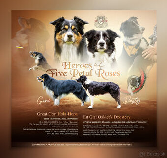 Šteniatká Border Kólia s PP, Border Kolia - 1