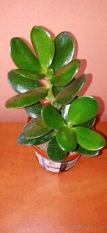 Tučnolisty Crassula ovata