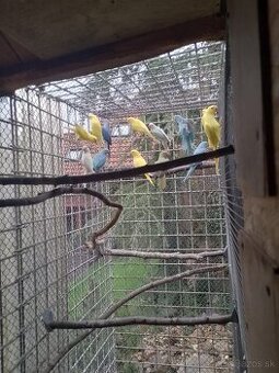 Alexander čínsky / Alexander malý