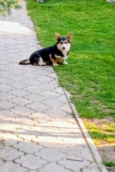 Welsh corgi pembroke bez PP