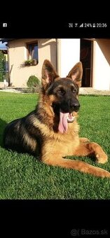 Nemecký ovčiak darujem