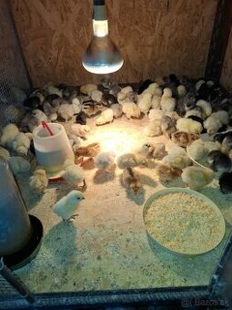 Araukány Ayam cemani Brahmanky Hodvábničky