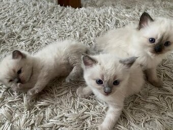 Ragdoll mačiatka