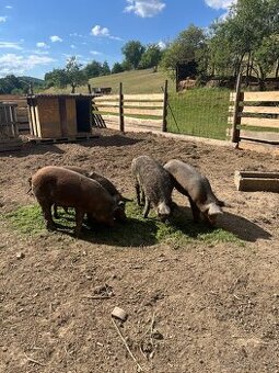 Mangalica , Duroc a dva krížence