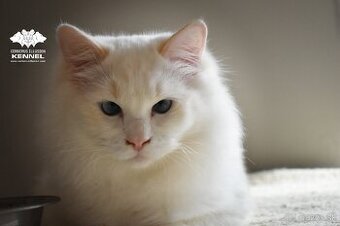 Ragdoll s PP - krémový kocúrik