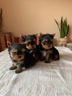 Yorkshirsky terier - 1