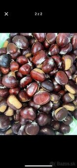 Jedlé domáce gaštany