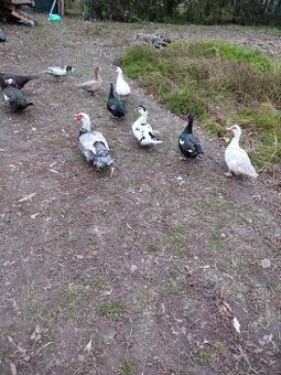 Čínske kačky,  husi , mäso, králiky kalifornský+hyla