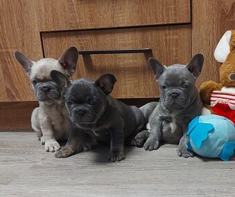 Francúzsky buldoček