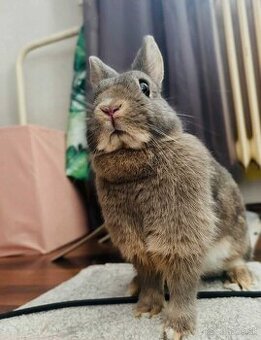 🥕 Predám zakrslého králika – 3 ročná samička + veľká klietk