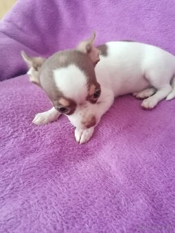 Čivava krátkosrstá