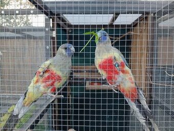 Papagáj červenobruchý