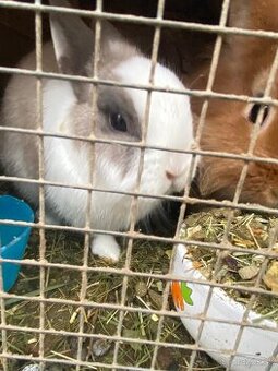 Predám do dobrých rúk - 1