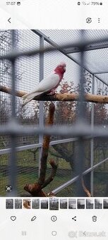 Kakadu Ružový Lutino.